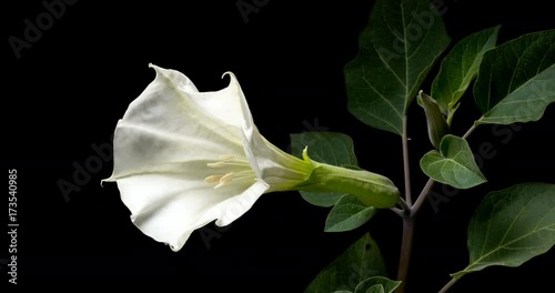 Blooming of datura flower, dope, stramonium, thorn-apple, jimsonweed. 4K timelapse video