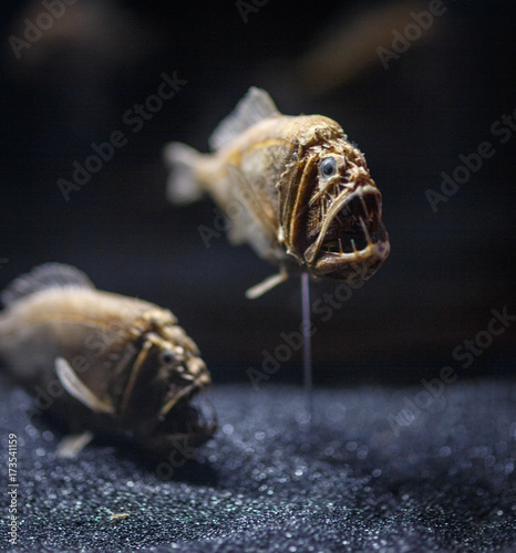 Common fangtooth fish scarecrow