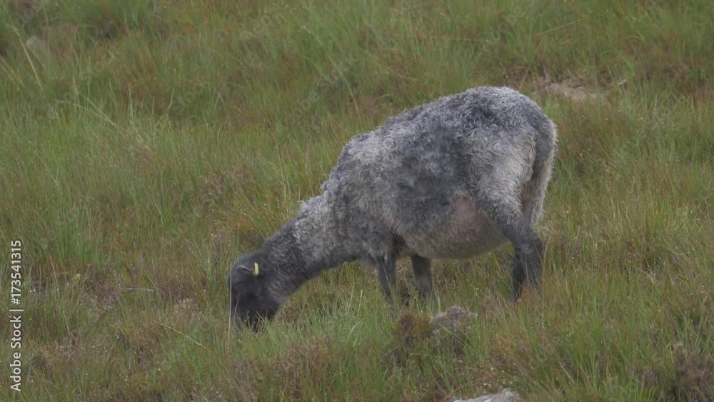 Scottish Black Sheeps In Heavy Rain - Ungraded Version Scottish Black Sheeps In Heavy Rain - Ungraded Version
