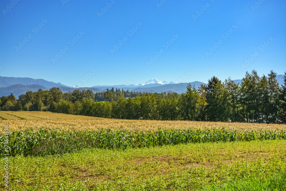 Farm field of corn with mountain view on blue sky background