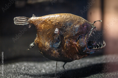 Foto Linophryne lucifer scarecrow fish