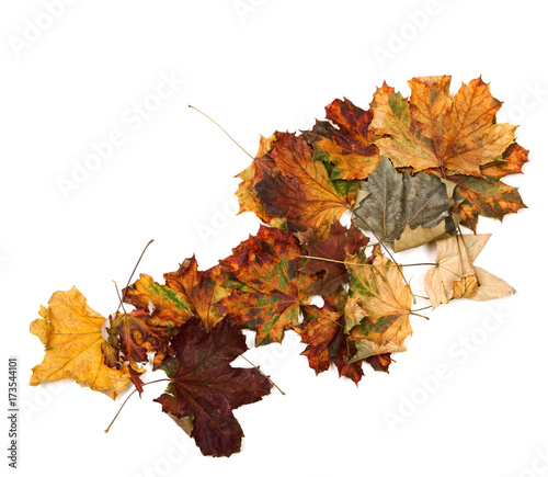 Autumn dried maple leafs
