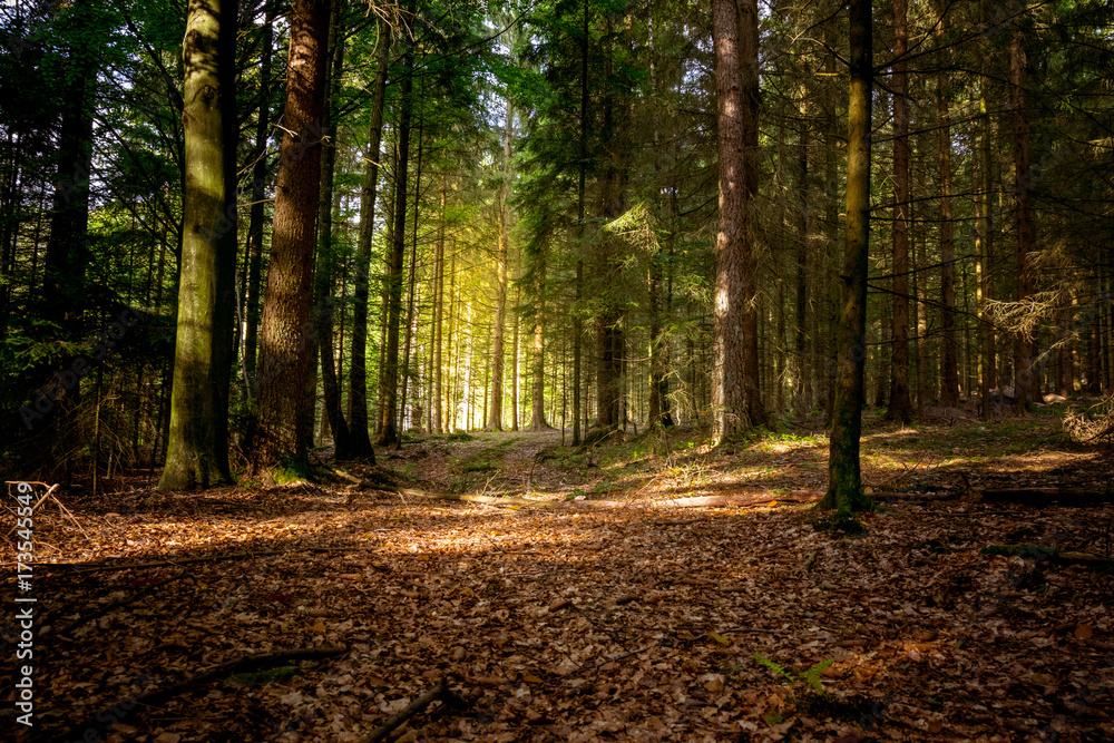 Herbstlicher Weg mit Laub durch den Bayerischen Wald Herbstlicher Weg mit Laub durch den Bayerischen Wald