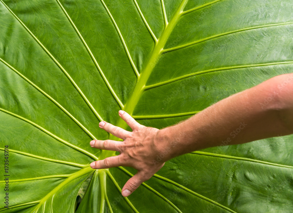 giant palm leaf with man's hand as a measure