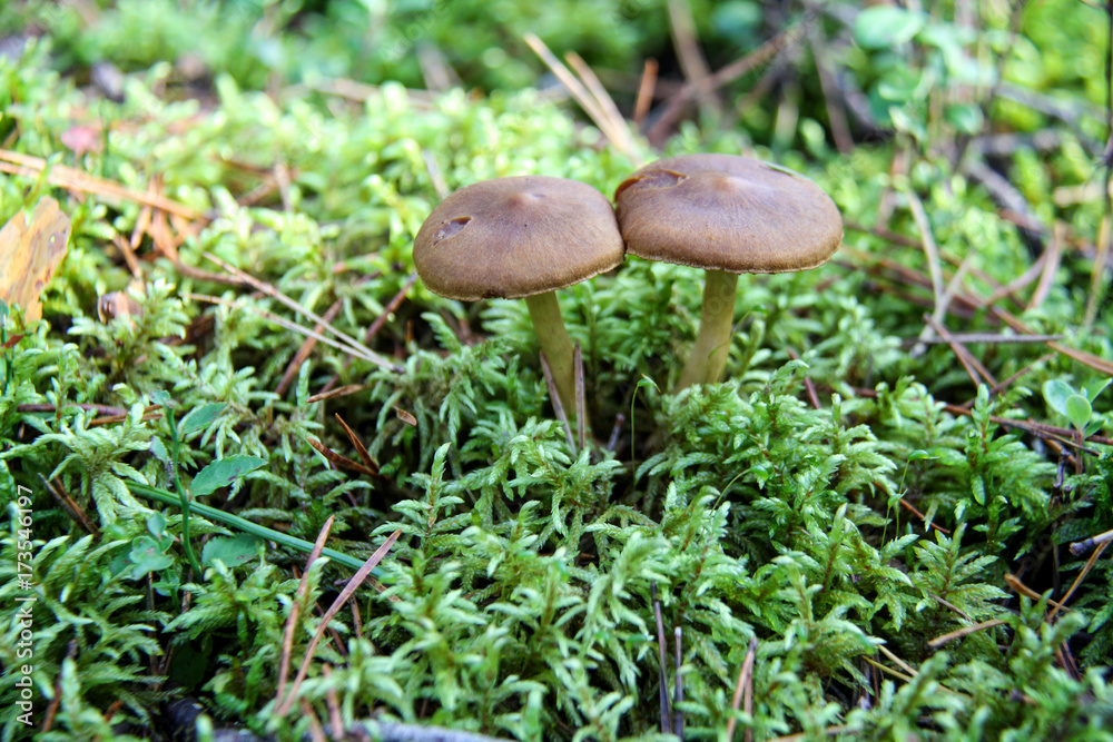 Mushroom. A large mushroom. A beautiful mushroom in the forest. Mushroom in the moss. Mushroom. A large mushroom. A beautiful mushroom in the forest. Mushroom in the moss.