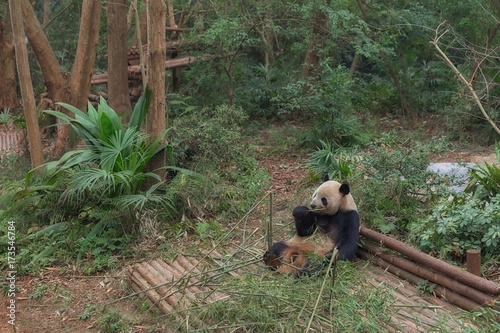 Fototapeta Naklejka Na Ścianę i Meble -  Giant panda eating bamboo