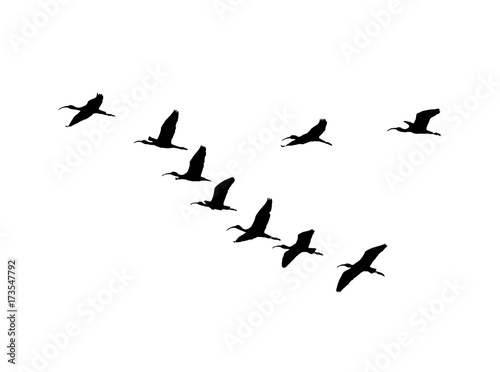 Glossy ibis (Plegadis falcinellus) wedge in flight. Vector silhouette a flock of birds