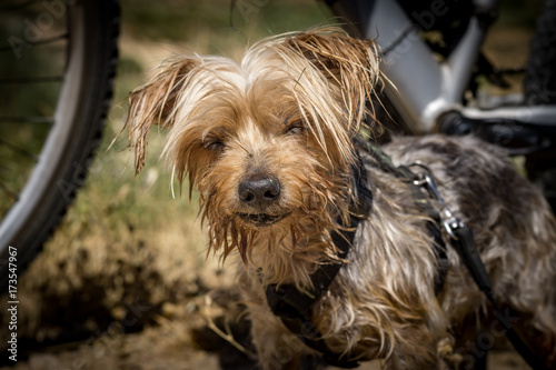 dog resting during a trip in the countryside, a bicycle behind blur, Yorkshire Terrier brown Doggy.