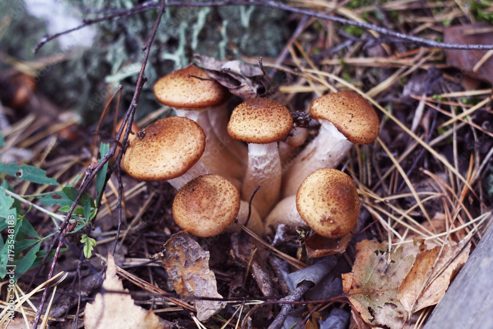 Forest mushrooms. Forest mushrooms.