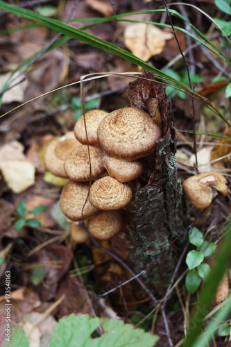 Forest mushrooms. Mushrooms on the stump.