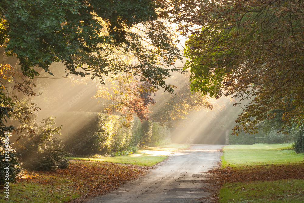 Fototapeta Wiejska jawna droga z szybami ranek światło w jesieni mgle lub mgle. Znajduje się w Anglii. Drzewa i żywopłoty i trawa otaczają drogę.