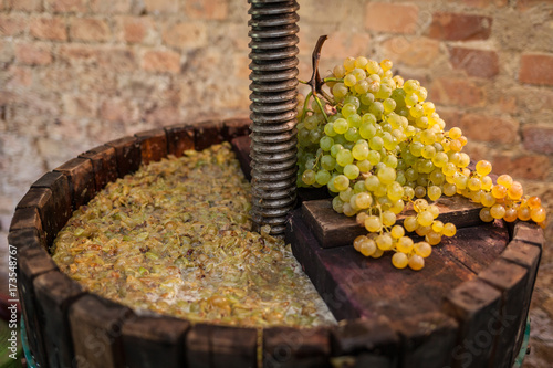 Grape harvest: Wine press with white must and bunch of grapes  photo