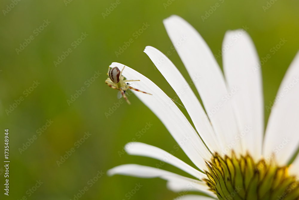 Obraz premium Spider on Daisy
