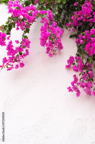 Fotografia beautiful bougainvillea flowers on typical spanish house - white wall background