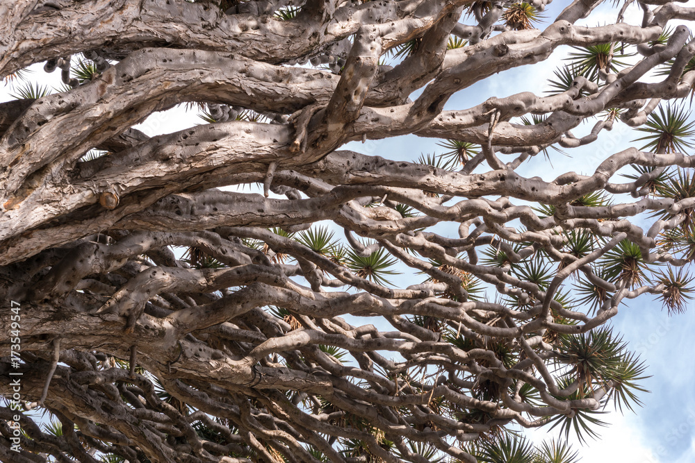 el drago milenario - dragon tree branches