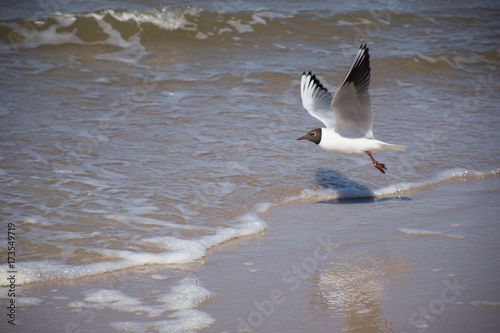 Seagull © Rafal