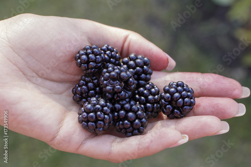 berries blackberries on the palm.