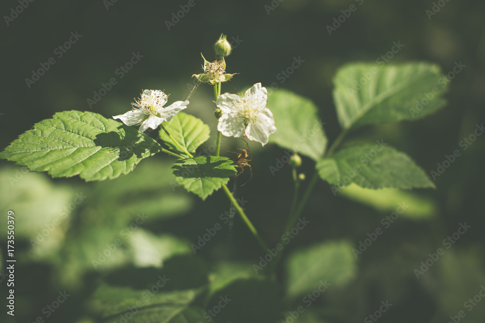 Flower and spider Flower and spider