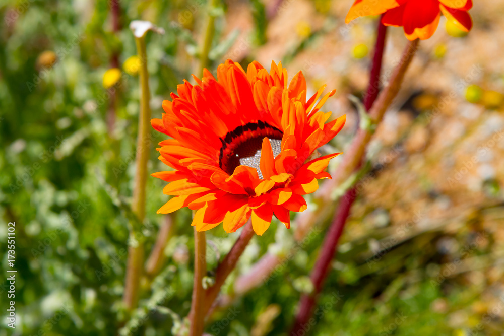 Obraz premium South African wild flowers in spring in the Northern Cape of South Africa.