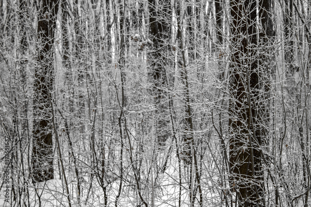 Winter forest frosted white bushes and trees texture Winter forest frosted white bushes and trees texture