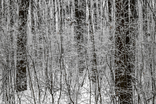 Winter forest frosted white bushes and trees texture