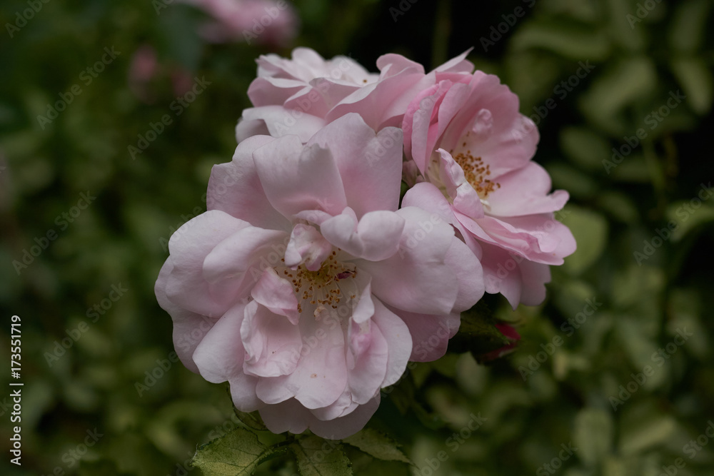 Obraz premium pink flower spring natura tree garden plant beauty flora rose