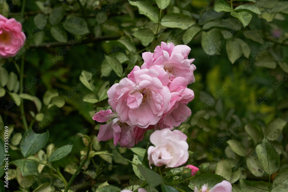 pink flower spring natura tree garden plant beauty flora rose pink flower spring natura tree garden plant beauty flora rose