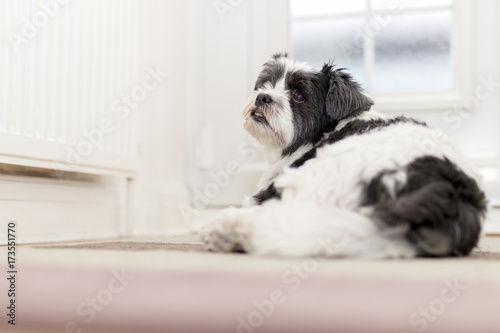 Cute Lhaso Apso dog beside front door waiting for owner
