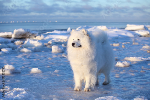 White fluffy dog,Samoyed sits on the snow