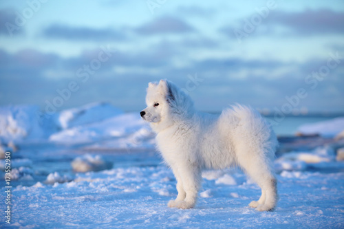 White dog samoyed on the winter beach in the snow © ilya
