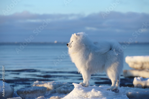 White dog samoyed on the winter beach in the snow