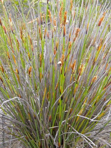 South African Cape fynbos plants.