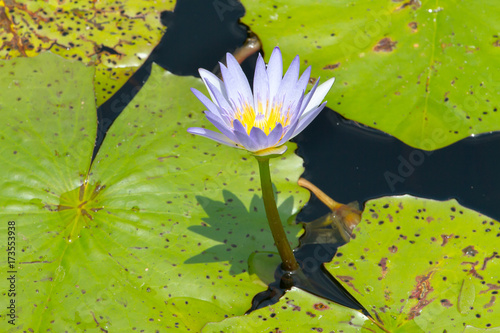 Water-Lilly photographed ii the Zululand region of South Africa.
