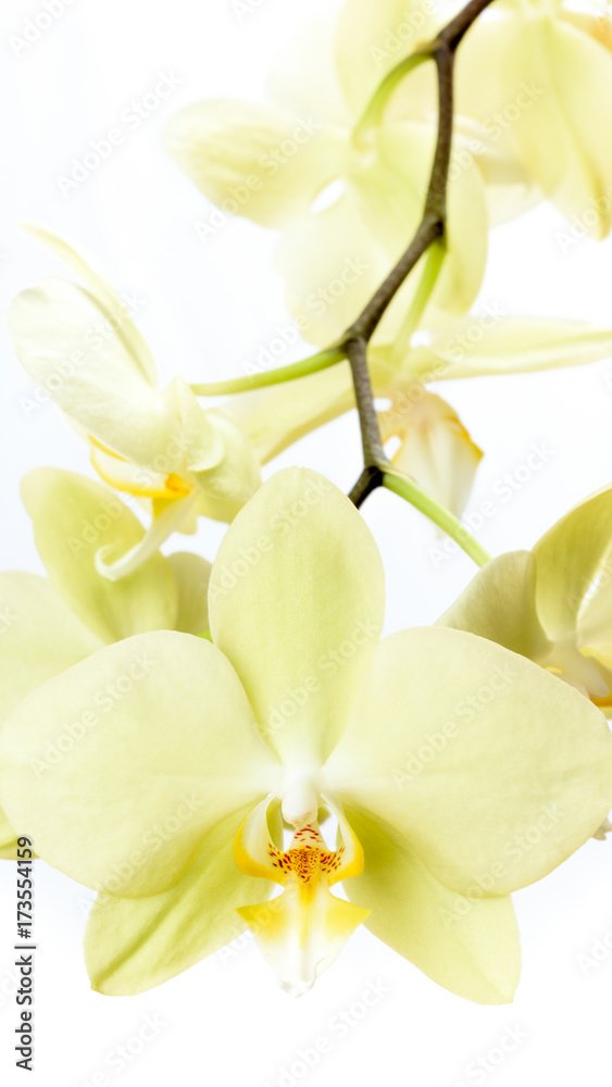 Naklejka premium Gelbe Orchidee isoliert vor weißem Hintergrund