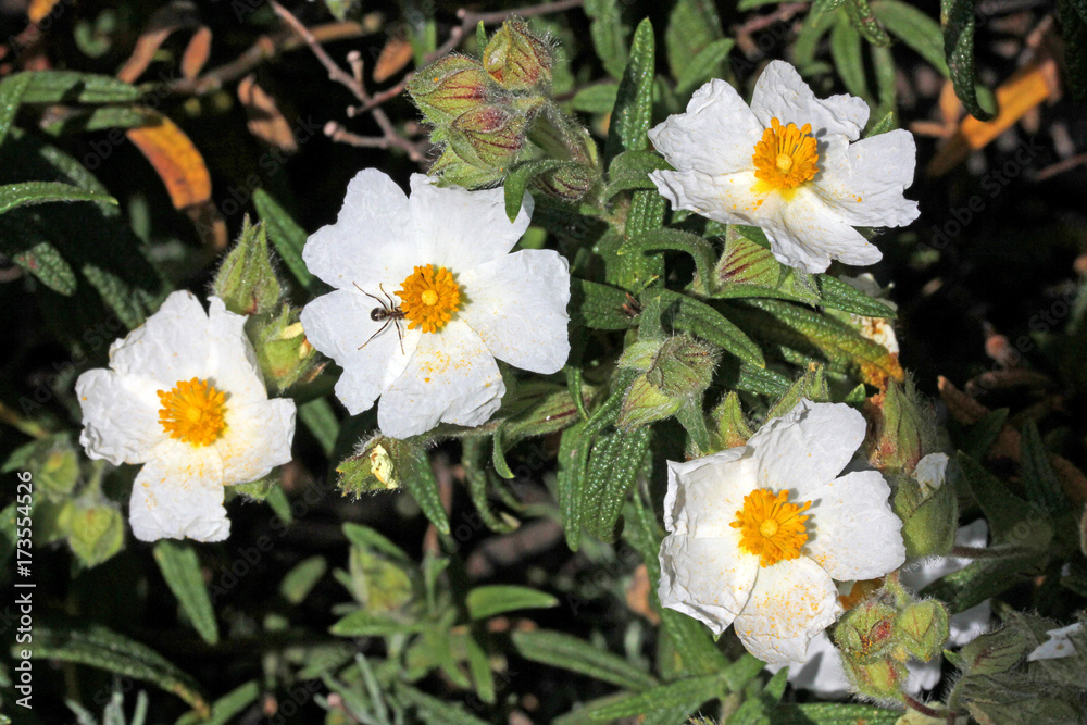 fiori bianchi di cisto (Cistus salviifolius) fiori bianchi di cisto (Cistus salviifolius)