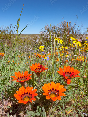 South African wild flowers in spring in the Northern Cape of South Africa.