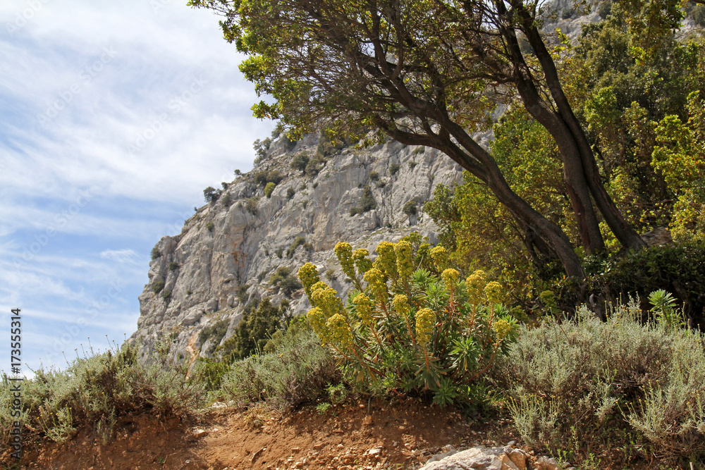 vegetazione del Gennargentu con euforbia cespugliosa (Euphorbia characias)
