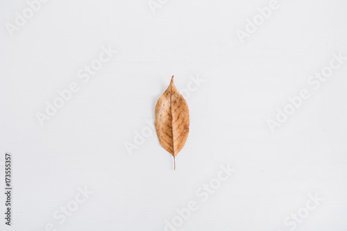 Autumn leaf. Flat lay, top view fall minimal concept.