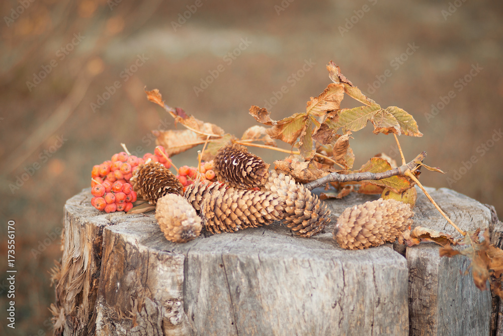 Obraz premium Autumn still life on the stump of a mountain ash and cones