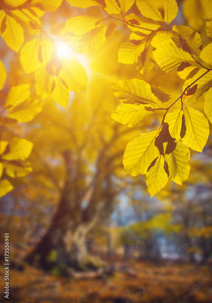 Yellow autumn leaves Yellow autumn leaves