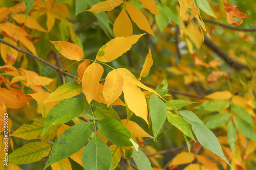 Autumn leaves