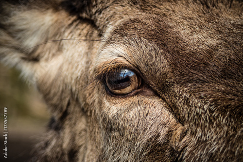 Close up of deer eye