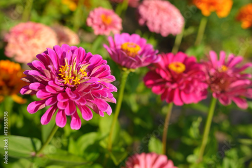 Zinnia flowers in garden