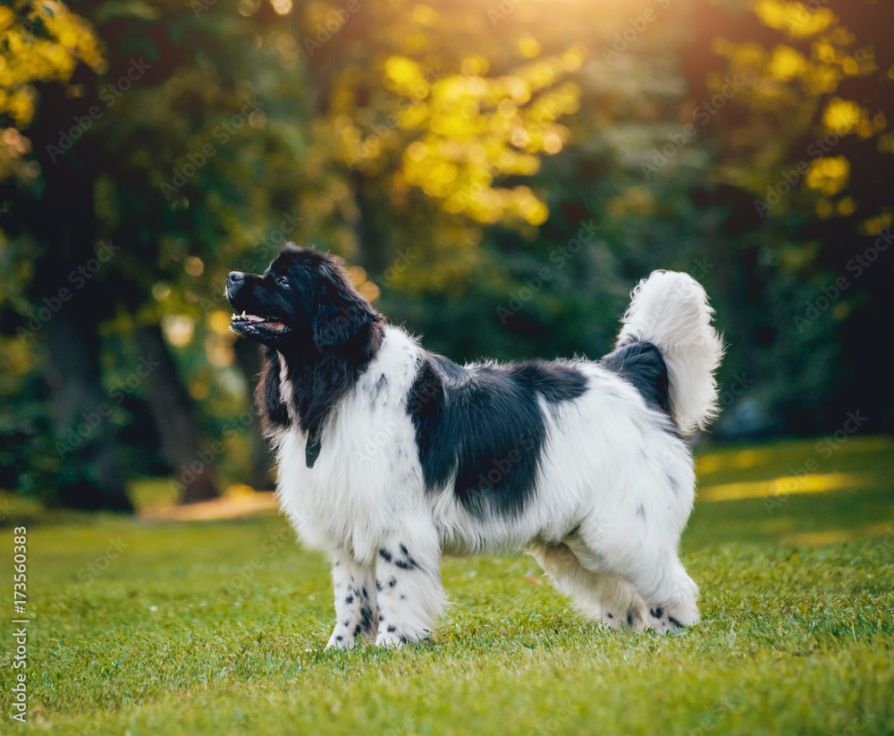 Newfoundland dog plays with man and woman in the park Newfoundland dog plays with man and woman in the park