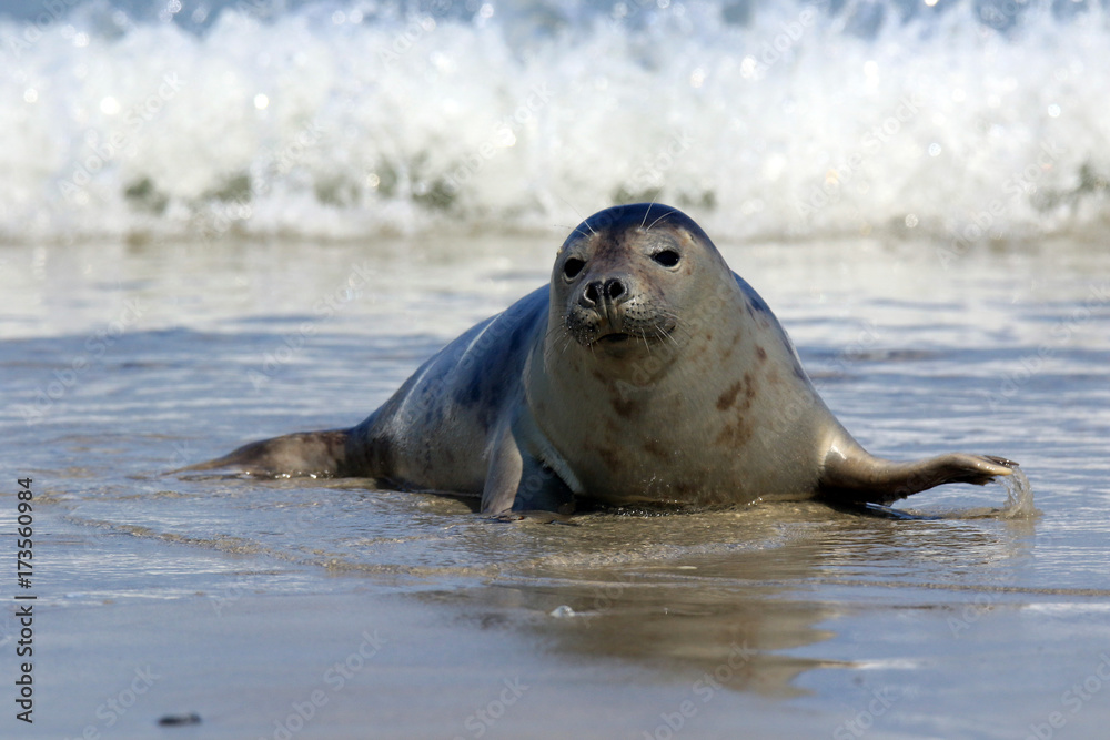 Obraz premium Robbe vor der Nordsee-Brandung
