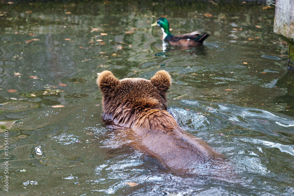 Fototapeta premium brown bear swimming in a pond