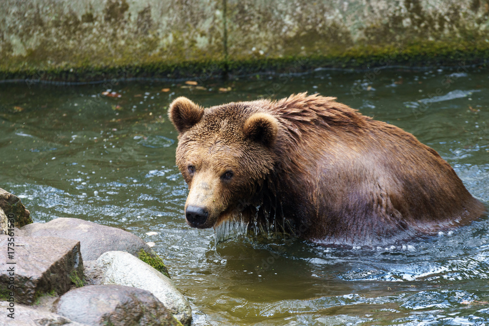 brown bear getting out of water brown bear getting out of water