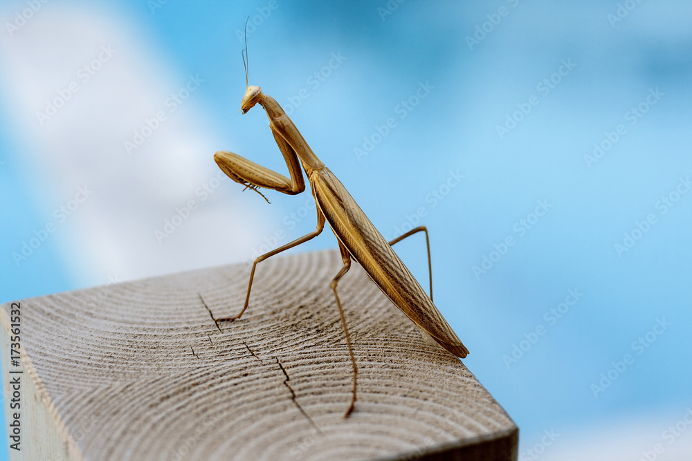 Praying mantis sitting on a bench Praying mantis sitting on a bench