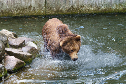 brown bear getting out of water