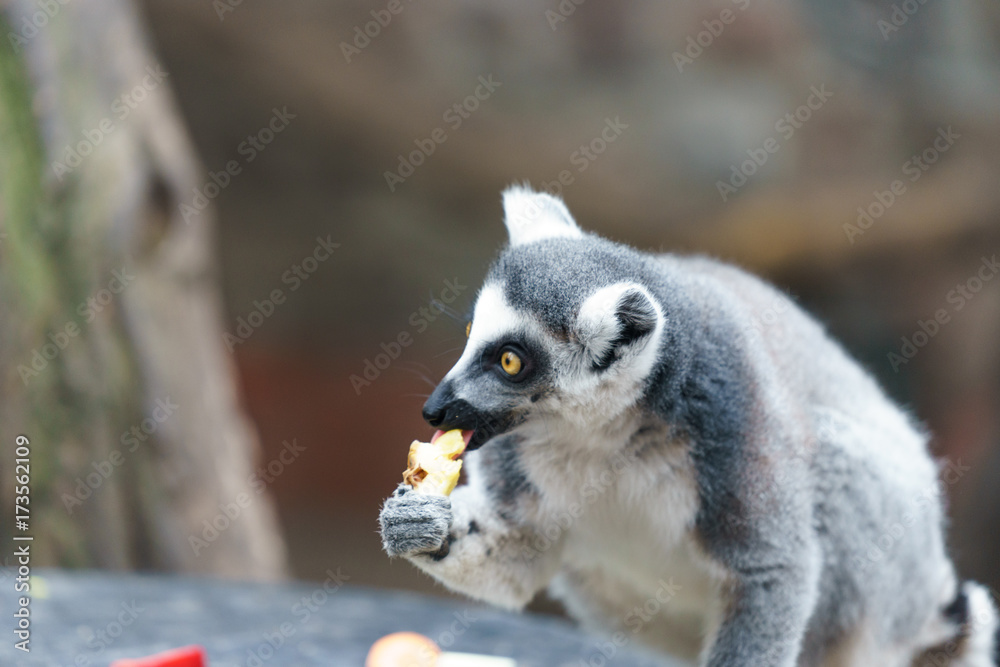 Fototapeta premium lemur in a zoo eating fruit